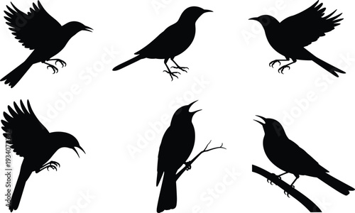 Crow and raven bird silhouettes set, black avian vector illustration collection for gothic wildlife and nature design