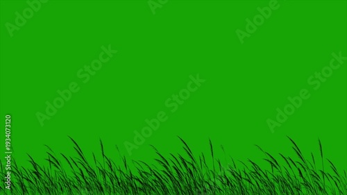 Green screen background with blowing grass silhouette nature field landscape chroma key animation seamless loop for video editing and environmental projects