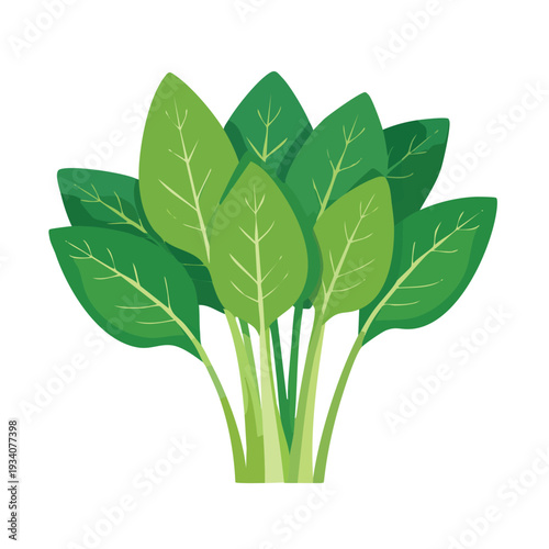Fresh green spinach leaves against a white background