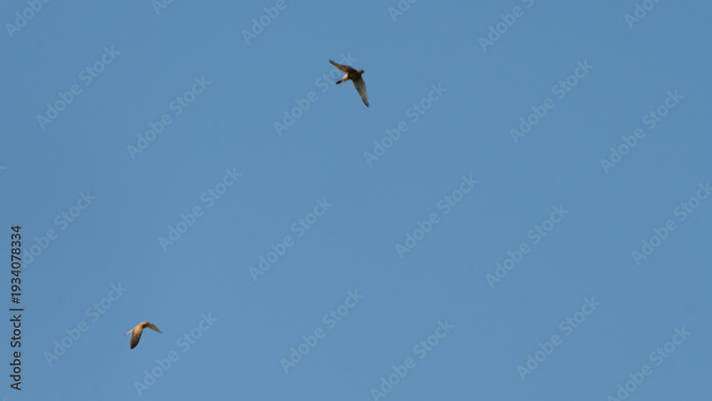 Fototapeta premium Two Falcons Flying Together in Parallel Flight Against a Bright Clear Sky