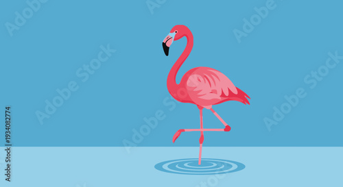 Pink flamingo standing in water with reflection against blue background