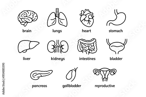 Human organ line icon set