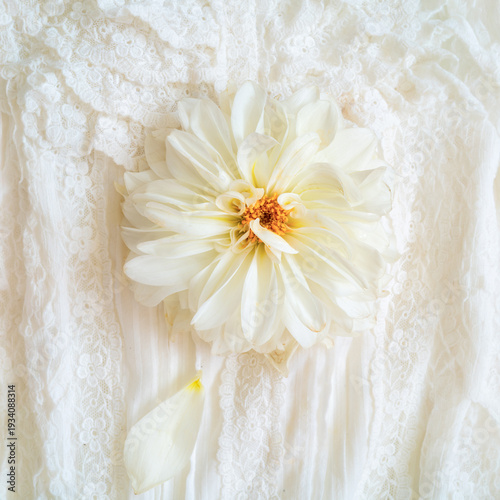 Fotografie Large white dahlia laying on top of white lacey fabric.