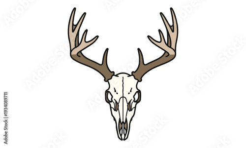 Deer Skull with Antlers Outline Illustration on White Background
