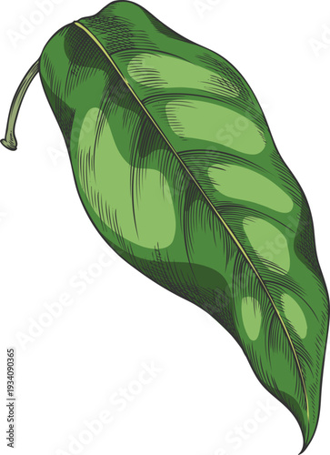 Lucuma tree one green leaf vector sketch, essential herb, medicinal aroma plant, ayurvedic foliage, organic ingredient