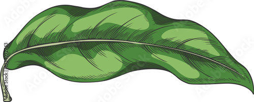 Lucuma tree green leaf vector sketch, essential fragrant herb, medicinal aroma plant, organic ayurvedic foliage