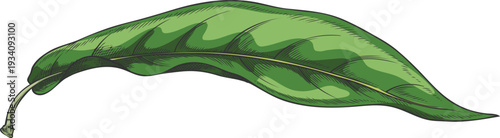 A hand-drawn watercolor sketch of a leaf of the exotic tropical lucuma plant.