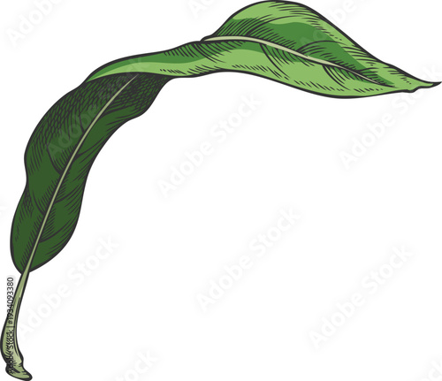 Lucuma tree green leaf vector sketch, hand drawn essential herb, medicinal aroma plant, ayurvedic foliage ingredient