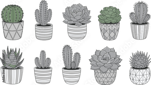 Set of cactus and succulent plants in decorative pots, minimalist botanical illustration isolated on white background