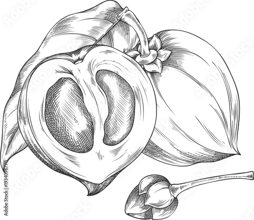 Lucuma fruits, seed and leaf sketch, vector engraved hand drawn ripe berries, eggfruits whole and cut, harvest superfood