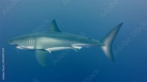 Wallpaper Mural A large gray shark swims through clear blue ocean water with sunlight filtering down from the surface Torontodigital.ca