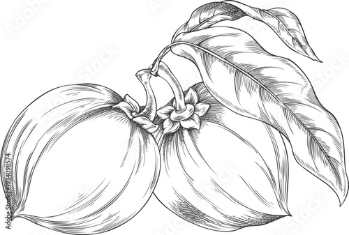 Black and white sketch of whole lucuma fruits on a branch with leaves, hand-drawn, superfood.