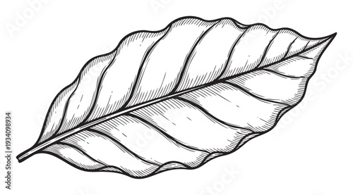 Detailed botanical hand drawn leaf graphic perfect for organic product packaging, coffee house menu designs, herbal product labels, or natural cosmetic branding concepts