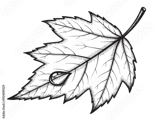 Detailed black outline drawing of a fresh maple leaf with a single dewdrop suitable for natural product packaging, ecofriendly branding, or seasonal event promotions