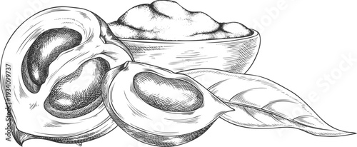 Lucuma cut fruits, bowl of powder and leaf sketch, vector hand drawn engraved ripe tropical eggfruits, superfood product