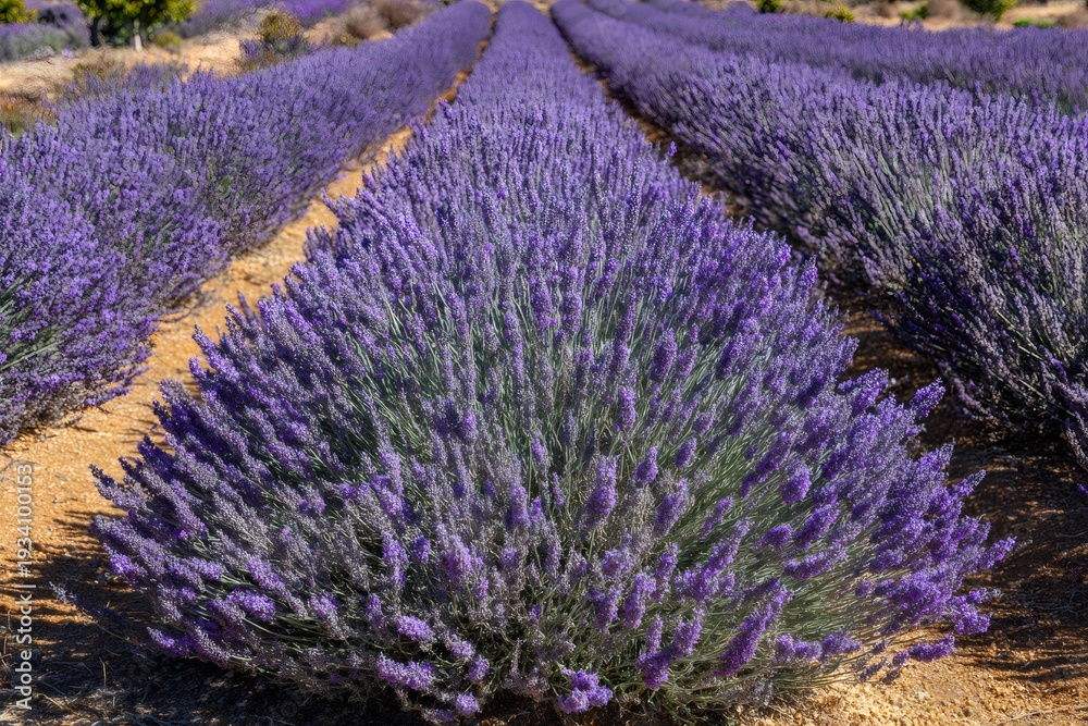 Naklejka premium Purple lavender rows growing in a sunny field