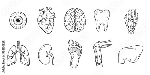 Human body anatomy organs and skeletal parts medical educational collection for healthcare publications science textbooks biology lessons and health related content