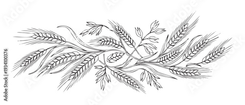 Decorative arrangement of various grain stalks including wheat, barley, and oats perfect for food packaging, agriculture branding, or bakery product labels