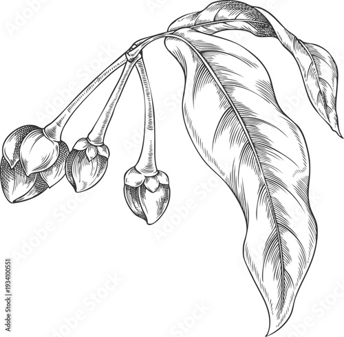 Black and white hand-drawn sketch of a lucuma tree branch with flower buds and leaves.