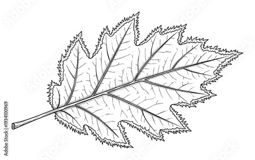 Detailed botanical leaf drawing with intricate vein patterns and serrated edges, perfect for educational materials, naturethemed designs, and organic plant studies