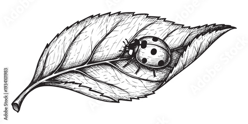 Detailed black and white ink drawing of a ladybug resting on a textured leaf, perfect for nature themed publications, educational materials, or decorative graphic projects.