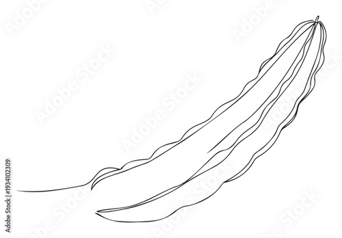 Elegant continuous line art depicting a flowing botanical bean pod silhouette ideal for organic food packaging, wellness promotions, and modern kitchen interior design applications.