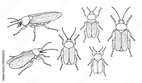 Hand drawn outline bugs for natural science education and childrens activity books featuring various beetle and grasshopper species perfect for learning resources