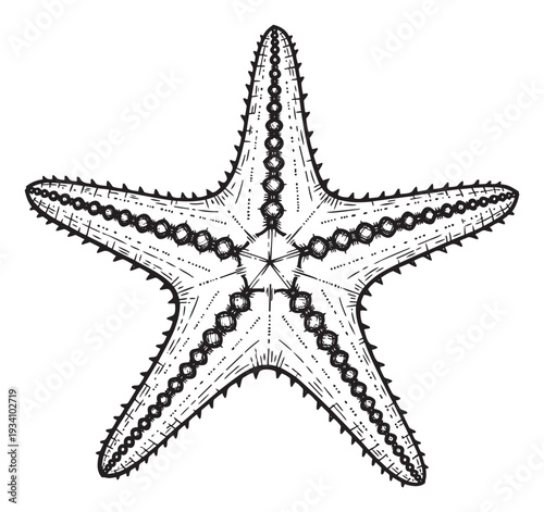 Detailed black and white sketch of a marine starfish capturing its intricate texture and fivearm structure, ideal for educational resources, ocean themed projects, or any aquatic decorative