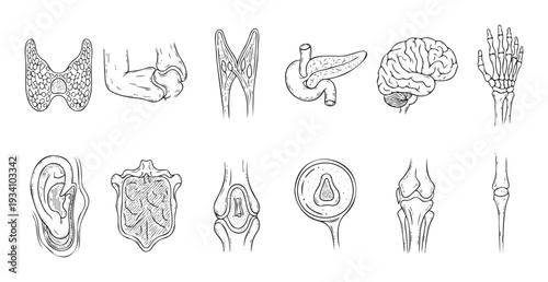 Detailed handdrawn human anatomy diagrams showcasing various internal organs and bone structures, ideal for medical education, healthcare presentations, and biological studies.