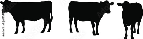 Cow silhouettes, farm animal illustration, cattle poses, livestock design, rural agriculture concept, black silhouettes, white background, educational animal art