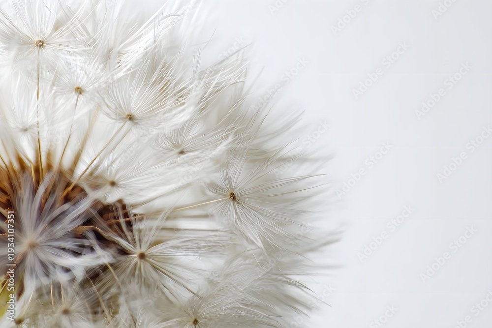 Fototapeta premium Vibrant, delicate dandelion seed head sharply captured against a pristine white backdrop.