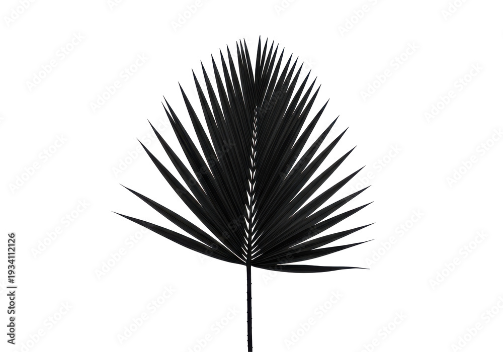 Fototapeta premium Elegant black palm leaf isolated, perfect for botanical designs isolated on white background
