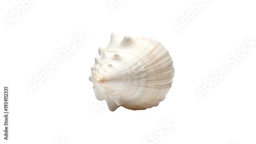 Elegant White Conch Sea Shell, Tropical Marine Specimen with Spiral Texture and Spiny Ridges