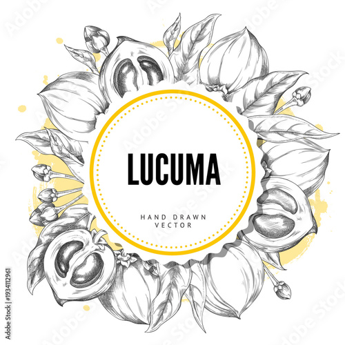 Lucuma branch with fruits and leaves sketch round label vector design, hand drawn engraved fresh ripe eggfruit superfood