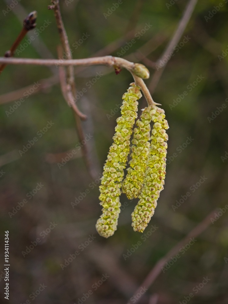 Fototapeta premium Green flowers grow on a branch in a natural setting during early spring