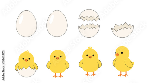 educational diagram showing the sequential lifecycle of a chick from a whole egg to a newly hatched baby bird.