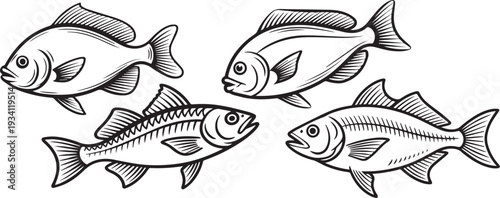 Black and White Anchovy Fish