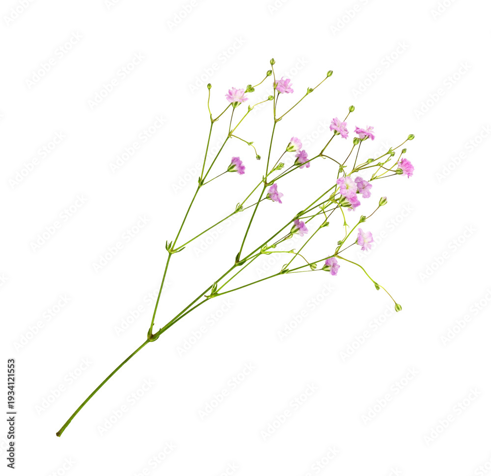 Naklejka premium Small sprig of pink gypsophila flowers isolated on white or transparent background