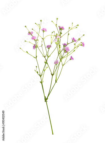 Closeup of small sprig of pink gypsophila flowers isolated on white or transparent background