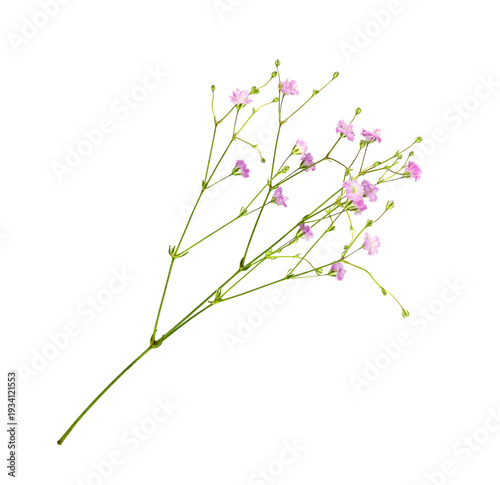 Small sprig of pink gypsophila flowers isolated on white or transparent background