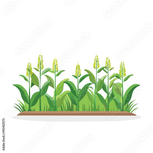 Green corn stalks in a field against white background
