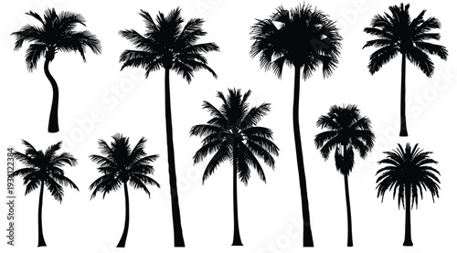 Collection of various palm tree silhouettes isolated on white background for design and decoration purposes easily