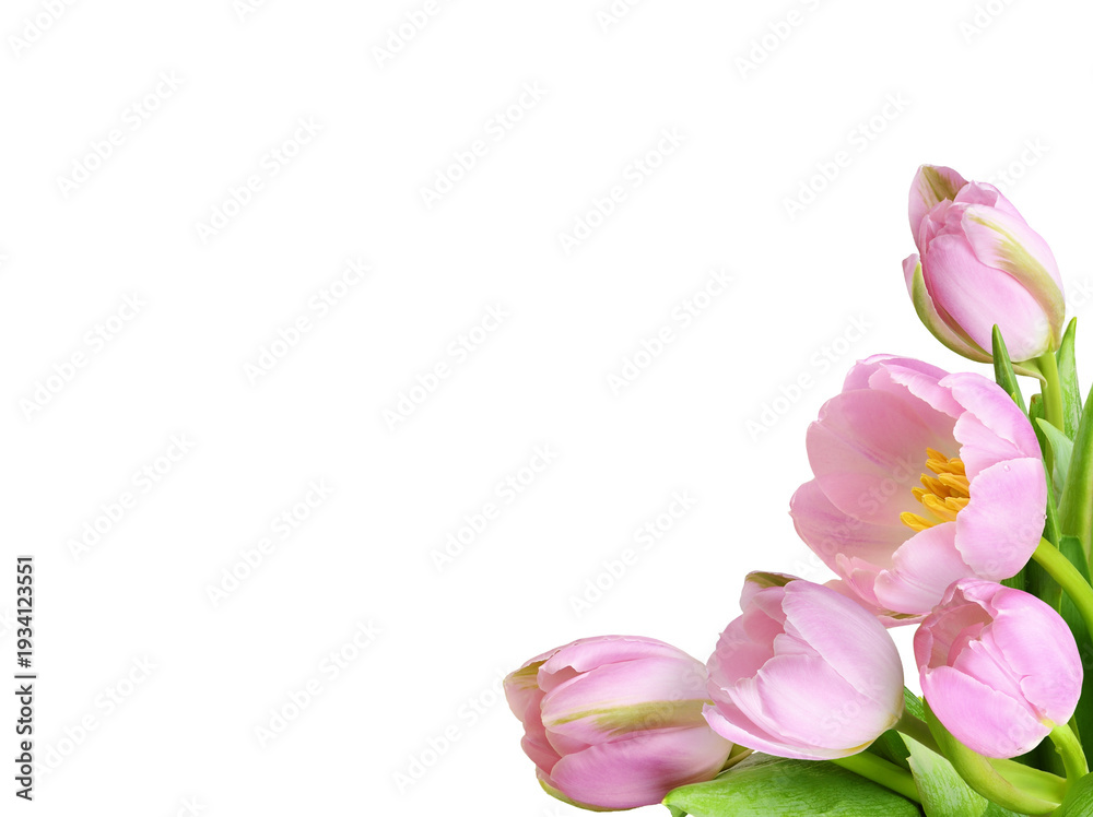 Fototapeta premium Pink tulip flowers in a festive corner arrangement isolated on white or transparent background.