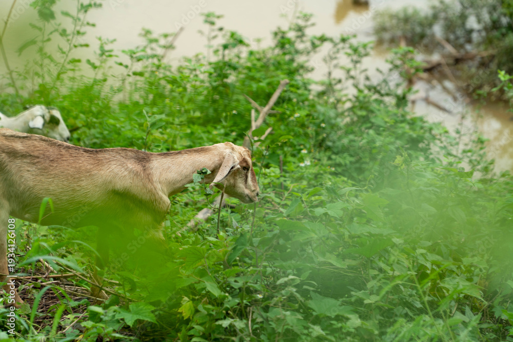 Obraz premium Healthy goats feeding on green leaves