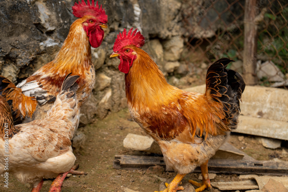 Fototapeta premium Chickens walking in summer sunlight