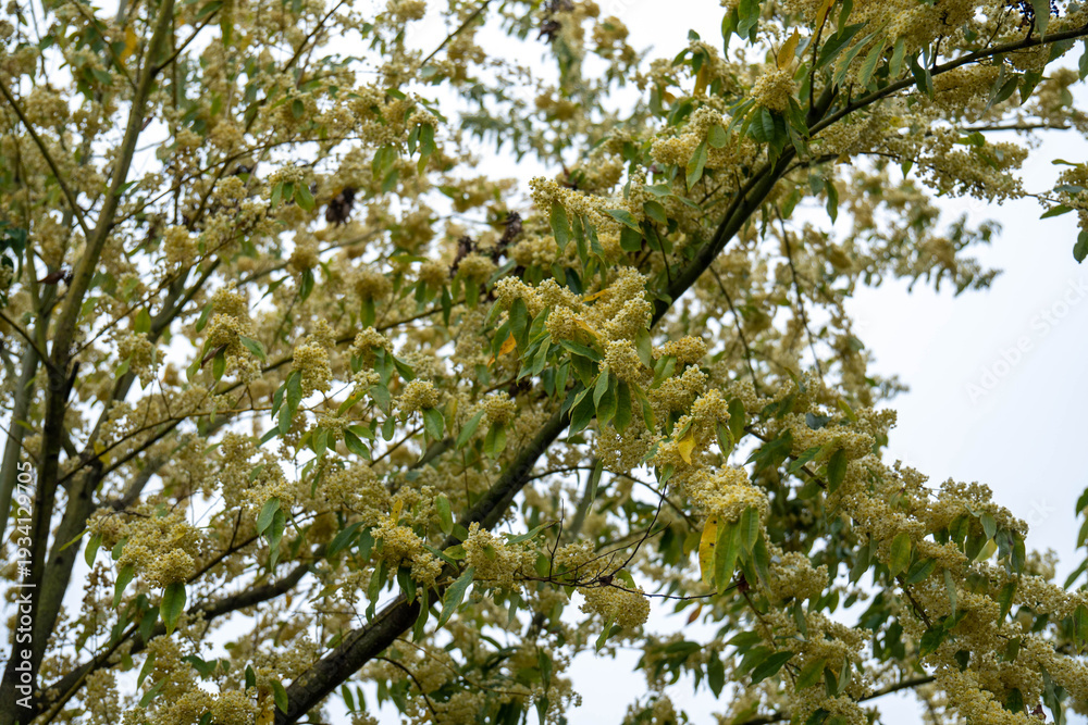 Fototapeta premium Blooming branches of Litsea cubeba