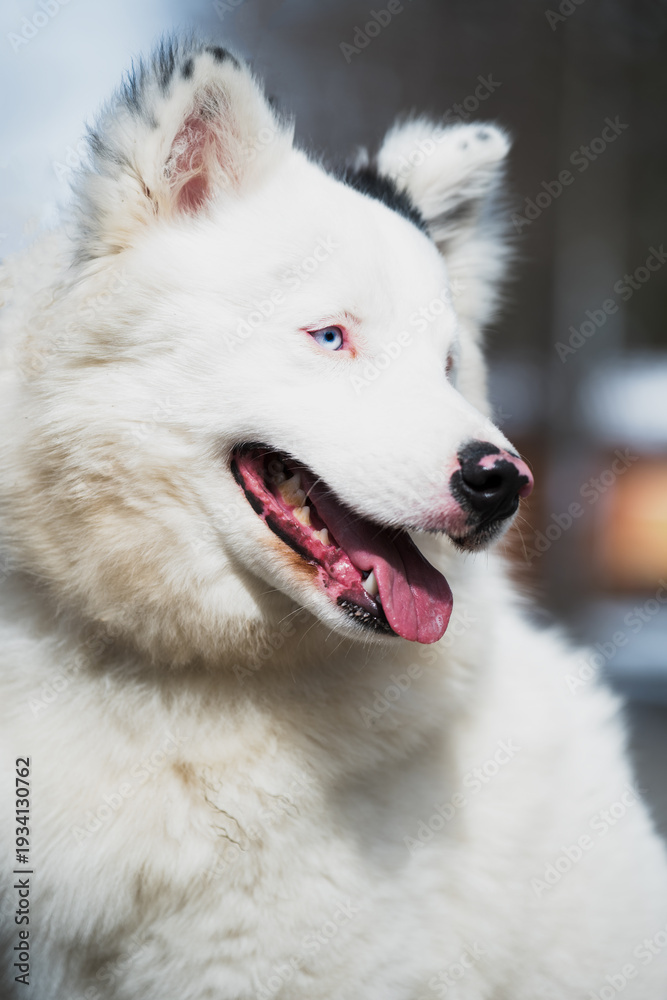 Fototapeta premium Yakutian Laika dog with blue eyes , close-up portrait .