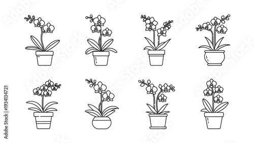 A collection of various beautiful potted orchid flower line art illustrations demonstrating different bloom shapes and container styles