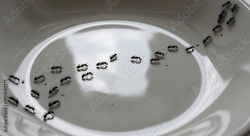 A trail of ants marching in a single file line across a white plate
