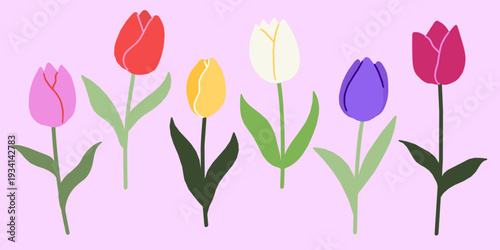 Tulips blooming in Spring Colorful Vector Flower Illustration set